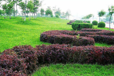 綠籬、色塊、色帶及體育場地設施的定點放線方法與步驟